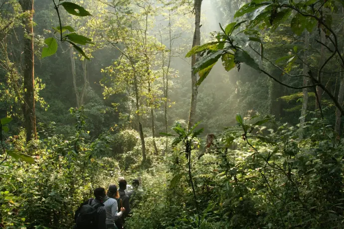 a group of people walking through a lush green forest