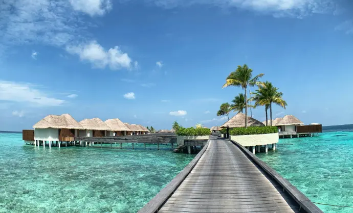 brown wooden dock near palm trees during daytime
